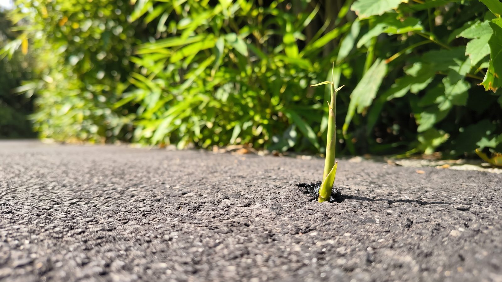 Ein junger Bambushalm bricht durch den Asphalt, dahinter grüne Blätter